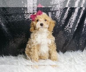 Medium Poodle (Toy)