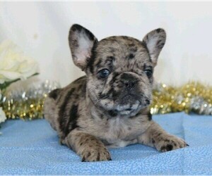 French Bulldog Puppy for sale in FREDERICKSBG, OH, USA