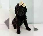 Small #8 Aussiedoodle-Labradoodle Mix