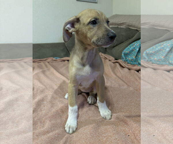 Medium Photo #4 Shepradors Puppy For Sale in McKinney, TX, USA