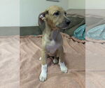 Small #3 Shepradors