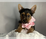 Puppy Paisley Yorkshire Terrier