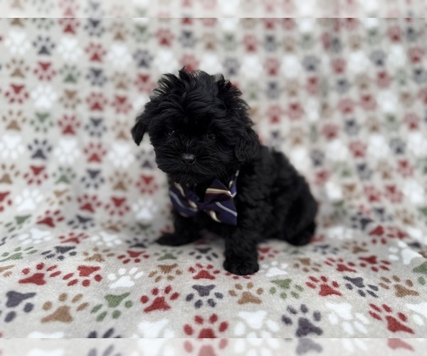 Medium Photo #8 Shih-Poo Puppy For Sale in LAKELAND, FL, USA
