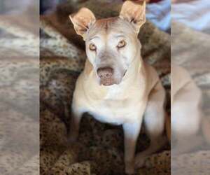 American Staffordshire Terrier-Unknown Mix Dogs for adoption in Queen Creek, AZ, USA
