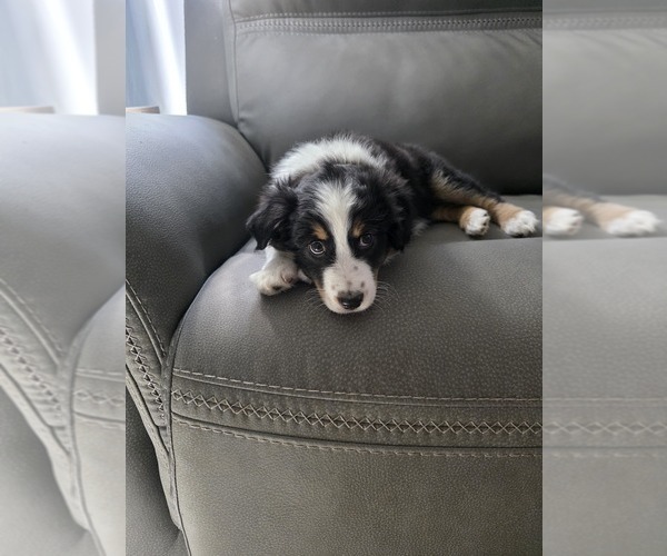 Medium Photo #3 Miniature Australian Shepherd Puppy For Sale in MILFORD, MI, USA