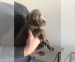 Small Photo #1 Labrador Retriever Puppy For Sale in SIMPSONVILLE, SC, USA