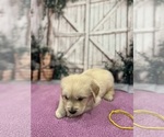 Small #15 English Cream Golden Retriever