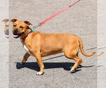 Small #1 American Staffordshire Terrier-Basset Hound Mix
