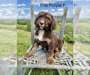 Bordoodle Puppy for Sale in GREENEVILLE, Tennessee USA