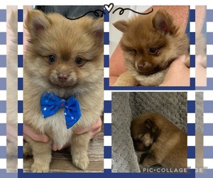 Pomeranian Puppy for sale in CARROLLTON, VA, USA