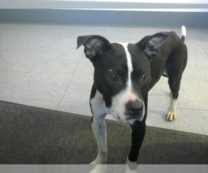 Mutt Dogs for adoption in Big Bear City, CA, USA