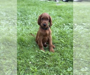 Irish Setter Puppy for sale in ONEONTA, NY, USA