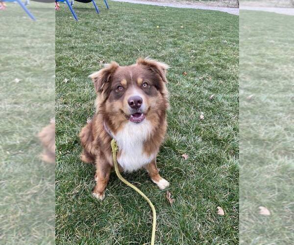 Medium Photo #1 Australian Shepherd Puppy For Sale in JEROMESVILLE, OH, USA