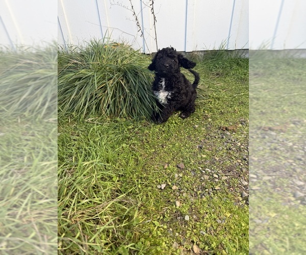 Medium Photo #8 Goldador Doodle Puppy For Sale in YELM, WA, USA