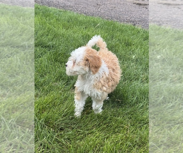 Medium Photo #6 Miniature Bernedoodle Puppy For Sale in LONGMONT, CO, USA