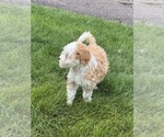 Small #5 Miniature Bernedoodle