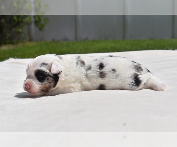 Medium Photo #3 Miniature Australian Shepherd Puppy For Sale in PALM COAST, FL, USA
