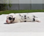 Small #2 Miniature Australian Shepherd