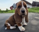 Small Photo #5 Basset Hound Puppy For Sale in GREENLEAF, WI, USA