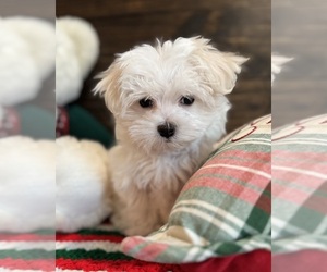 Maltese Puppy for sale in CISCO, TX, USA