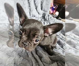 French Bulldog Puppy for sale in GREENVILLE, MI, USA