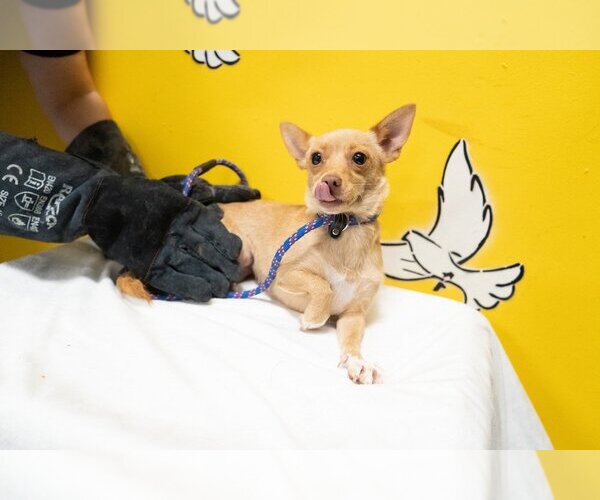 Medium Photo #8 Chihuahua Puppy For Sale in Studio City, CA, USA