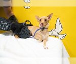 Small Photo #8 Chihuahua Puppy For Sale in Studio City, CA, USA
