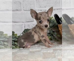 Chihuahua Litter for sale in MIAMI, FL, USA