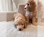 Small Photo #4 Golden Mountain Doodle  Puppy For Sale in SPOKANE, WA, USA