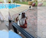 Small #1 English Foxhound