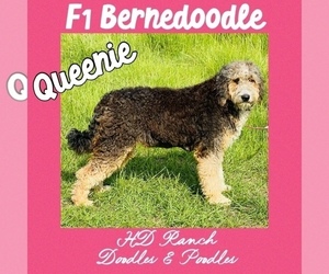 Mother of the Miniature Bernedoodle puppies born on 11/23/2022