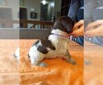 Small #41 Wirehaired Pointing Griffon