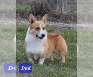 Father of the Pembroke Welsh Corgi puppies born on 04/11/2024