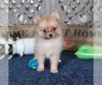 Small #2 Pomeranian