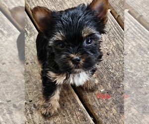 Yorkshire Terrier Puppy for sale in CONKLIN, NY, USA