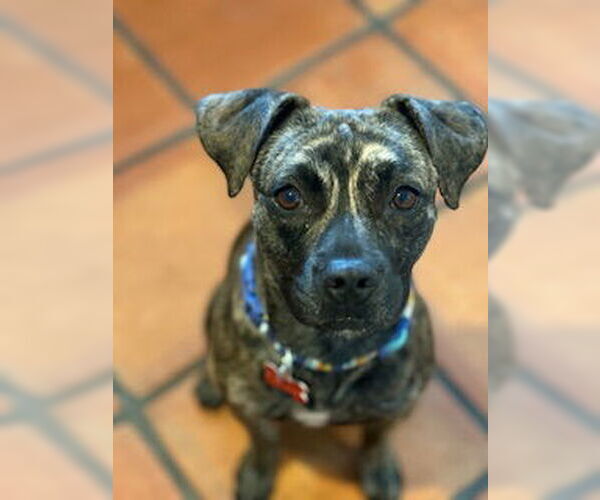 Medium Photo #5 Pug-Whippet Mix Puppy For Sale in San Diego, CA, USA