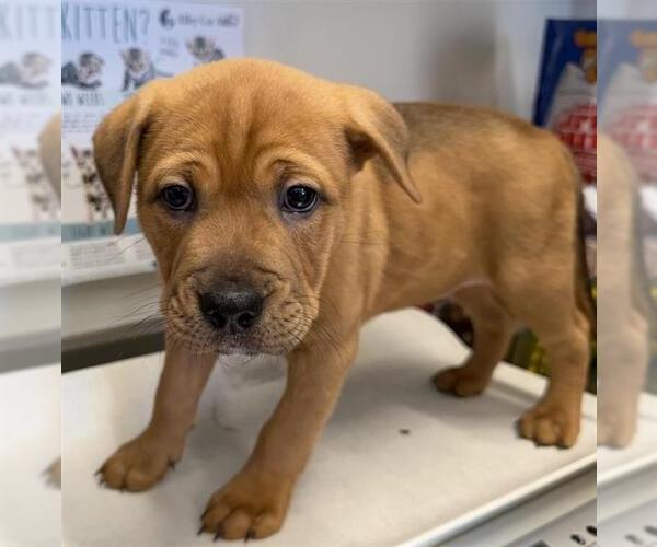 Medium Photo #1 American Staffordshire Terrier-Black Mouth Cur Mix Puppy For Sale in San Antonio, TX, USA