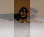 Small Photo #3 Rottweiler Puppy For Sale in DRAPER, VA, USA