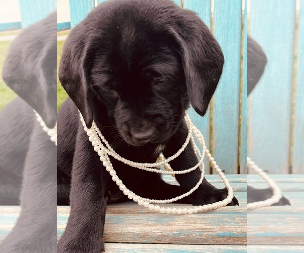 Medium Photo #1 Labrador Retriever Puppy For Sale in SAINT ELMO, IL, USA