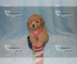 Small #3 Poodle (Toy)