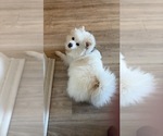 Small Photo #1 Pomeranian Puppy For Sale in SAN FRANCISCO, CA, USA