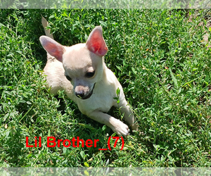 Chihuahua Puppy for sale in BELLE FOURCHE, SD, USA