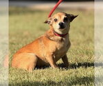 Small Photo #4 Chihuahua Puppy For Sale in Yardley, PA, USA