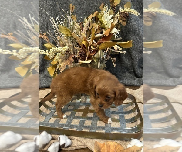 Medium Photo #3 Cavapoo Puppy For Sale in DALLAS, TX, USA