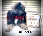 Small Photo #3 Pomeranian Puppy For Sale in RIPLEY, MS, USA