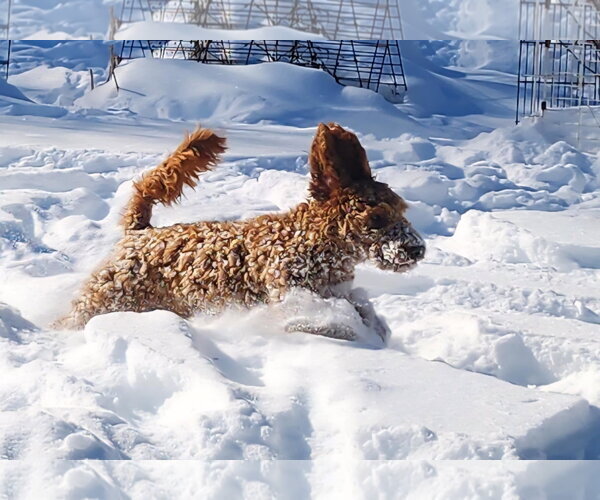 Medium Photo #5 Mutt Puppy For Sale in Cuba, NY, USA