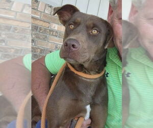 Chocolate Labrador retriever-Unknown Mix Dogs for adoption in Mount Laurel, NJ, USA