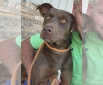 Small Chocolate Labrador retriever Mix