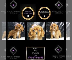 Cavalier King Charles Spaniel Puppy for sale in WARSAW, IN, USA