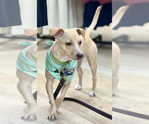 Pistachio - Male Chihuahua-Unknown Mix Dog for Adoption - Photo #9